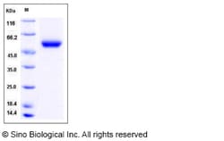 Sino Biological Recombinant Mouse Carboxypeptidase M Protein (His Tag),
