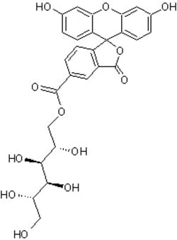 Abcam Used in labeling of the interstitial (intercellular) spaces between neurons <em>in vitro</em>.