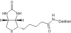 Abcam Biotin-de x tran, 10MG