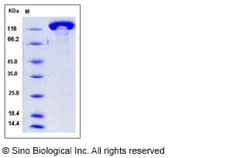Sino Biological Recombinant Mouse Contactin 3 Protein (His Tag), Quantity: