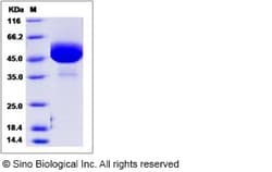 Sino Biological Recombinant Mouse GM-CSF/CSF2 Protein (hFc Tag), Quantity: