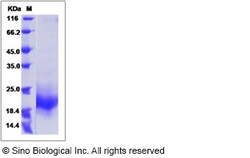 Sino Biological Recombinant Mouse GM-CSF/CSF2 Protein, Quantity: Each of