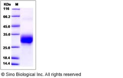Sino Biological Recombinant Mouse CREG1 Protein (His Tag), Quantity: Each