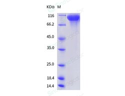 Sino Biological Recombinant Mouse EGFR Protein (His Tag), HPLC-verified