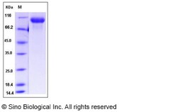 Sino Biological Recombinant Mouse EGFR Protein (His Tag), HPLC-verified,