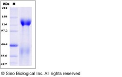 Sino Biological Recombinant Mouse CNTN5 Protein (His Tag), Quantity: Each
