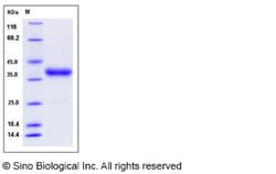 Sino Biological Recombinant Mouse IgG2b Protein, HPLC-verified 1, Quantity: