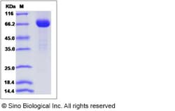 Sino Biological Recombinant Mouse Follistatin-like 1/FSTL1 Protein (hFc