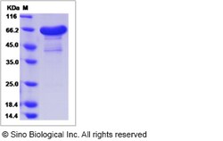 Sino Biological Mouse CNPY3 / PRAT4A / ERDA5 Protein (Fc Tag) 100ug, Quantity: