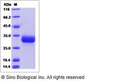 Sino Biological Mouse Ephrin B3 / EFNB3 Protein (His Tag) 100ug, Quantity: