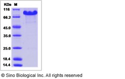 Sino Biological Recombinant Mouse CRELD2 Protein (hFc Tag), Quantity: Each