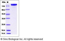 Sino Biological Mouse CHL-1 Protein (Fc Tag) 50ug, Quantity: Each of 1