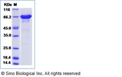 Sino Biological Recombinant Mouse ICA Protein (His Tag), Quantity: Each