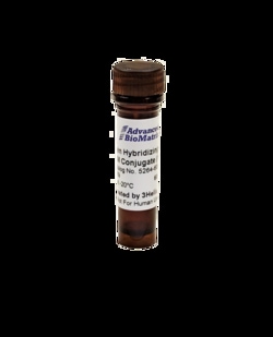 Advanced Biomatrix 5-FAM Conjugate Collagen Hybridizing Peptide (Green),