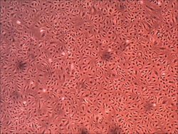 Cell Systems Corporation Primary Human Liver Sinusoidal Microvascular Endothelial