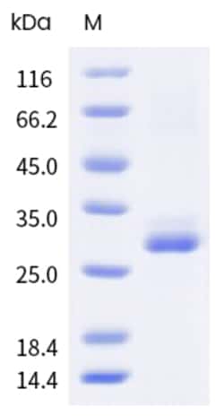 Sino Biological Mouse PPARA Protein 500ug (Sino Biological), Quantity: