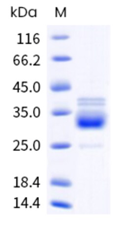 Sino Biological Mouse APLN Protein 50ug (Sino Biological), Quantity: Each