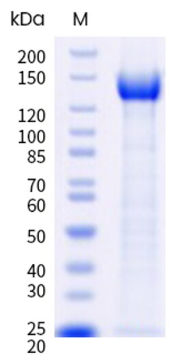 Sino Biological&nbsp;Recombinant Mouse Nephrin Protein (ECD, His Tag) 1 mg
