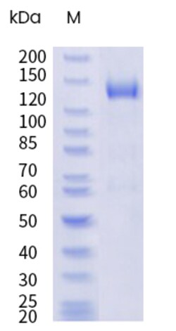 Sino Biological&nbsp;Recombinant Mouse TLR8 Protein (hFc Tag) 100 µg