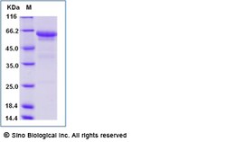 Sino Biological Mouse CD300LF protein (Fc Tag) 50ug, Quantity: Each of
