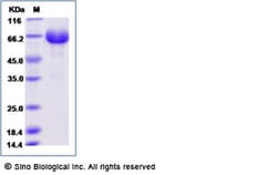 Sino Biological Recombinant Mouse ILT3/LILRB4 Protein (hFc Tag), Quantity:
