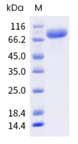 Sino Biological Mouse IL27Ra Protein 20ug (Sino Biological), Quantity: