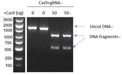 Genscript Corporation GenCRISPR Ultra NLS-Cas9-Research, Quantity: Each