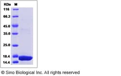 Sino Biological Sus scrofa (Pig) IL10 / Interleukin-10 Protein 20ug, Quantity:
