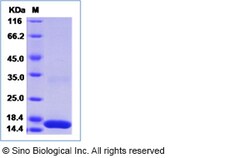 Sino Biological Recombinant Rabbit IL-17A Protein, Quantity: Each of 1