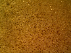Cell Systems Corporation Primary Human Large Intestine Microvascular Endothelial