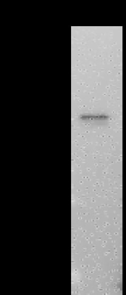 Sino Biological SARS-CoV-2 NP-CoV MAb 20ul (Sino Biological), Quantity: