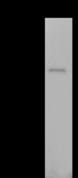 Sino Biological SARS-CoV-2 Nucleocapsid Antibody, Mouse MAb 100uL, Quantity: