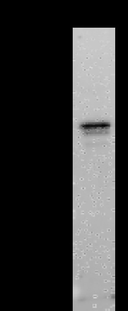 Sino Biological SARS-CoV-2 NP-CoV MAb 20ul (Sino Biological), Quantity: