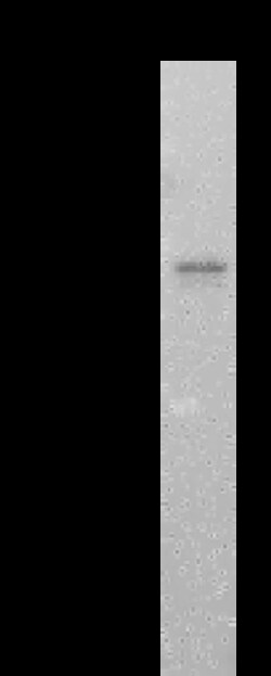 Sino Biological SARS-CoV-2 NP-CoV MAb 20ul (Sino Biological), Quantity: