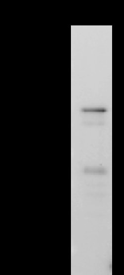 Sino Biological SARS-CoV-2 NP-CoV MAb 20ul (Sino Biological), Quantity: