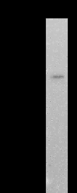 Sino Biological SARS-CoV-2 NP-CoV MAb 20ul (Sino Biological), Quantity: