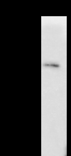 Sino Biological SARS-CoV-2 NP-CoV MAb 20ul (Sino Biological), Quantity: