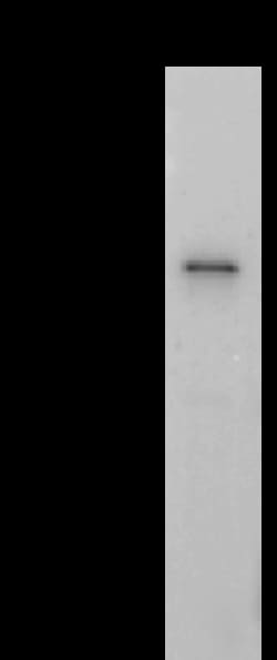 Sino Biological SARS-CoV-2 Nucleocapsid Antibody, Rabbit MAb 100uL, Quantity: