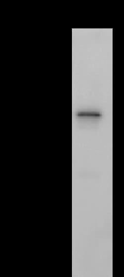 Sino Biological SARS-CoV-2 Nucleocapsid Antibody, Rabbit MAb 100uL, Quantity: