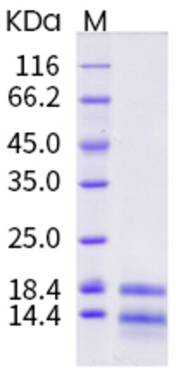Sino Biological Ara h 6 Protein 250ug (Sino Biological), Quantity: Each