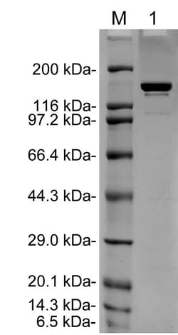 Genscript Corporation Mouse IgG2a control (Whole Molecule), Purified, Quantity: