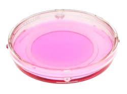 MatTek Corporation (Case of 100) 60 mm Dish, No. 1.5 Uncoated Coverslip, 20 mm Glass Diameter