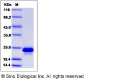 Sino Biological VEGF164 Protein, Canine, Recombinant, Quantity: Each of