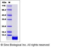 Sino Biological Recombinant Canine IL-8/CXCL8 Protein, Quantity: Each of