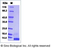 Sino Biological Recombinant Canine EGF Protein, Quantity: Each of 1