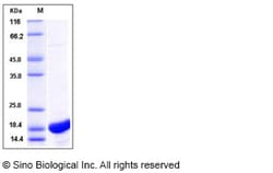 Sino Biological Recombinant Canine IL-1 beta Protein, Quantity: Each of