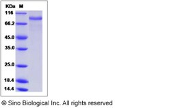 Sino Biological Recombinant Canine EGFR Protein (His Tag), HPLC-verified,