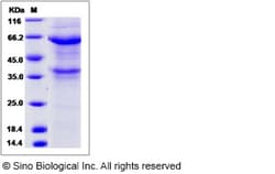 Sino Biological Recombinant Canine ANGPTL1 Protein (hFc Tag), Quantity: