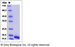 Sino Biological Recombinant Canine FGF1 Protein, Quantity: Each of 1