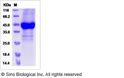 Sino Biological Recombinant Canine NOV/CCN3 Protein (His Tag), Quantity: